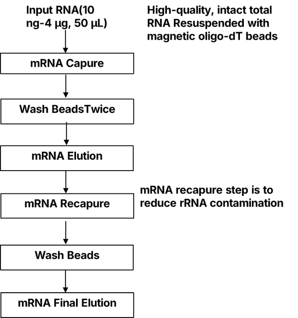 Figure 1. mRNA isolation workflow