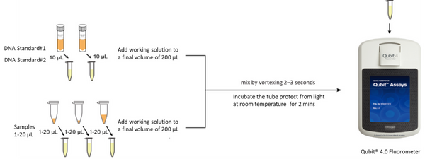 Figure 1. DNA Quantification Workflow