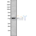 APOL6 Antibody – Figure 1 of 2