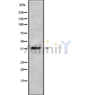 APOL6 Antibody – Figure 1 of 2