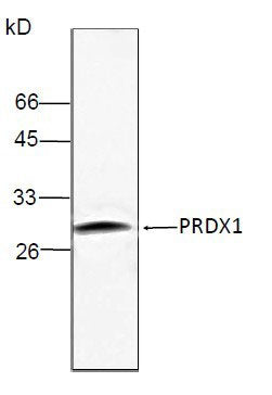 Anti-PRDX1 Antibody – Figure 1 of 1