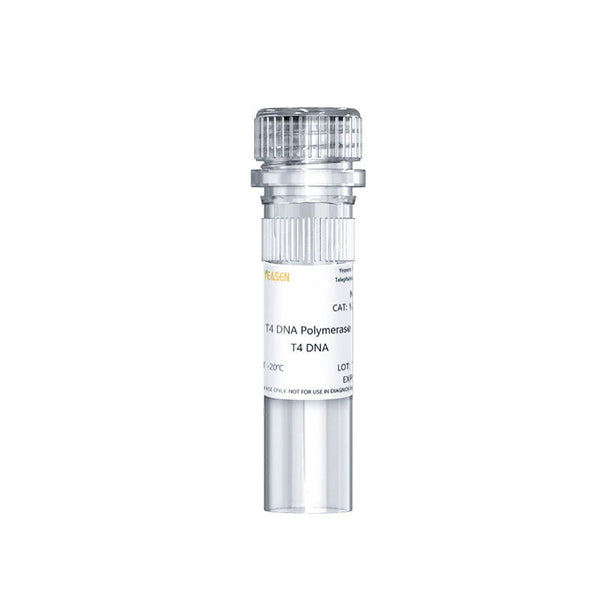 T4 DNA Polymerase (5 U/μL)
