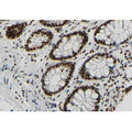 Phospho-Bcl-2 (Ser87) Antibody – Figure 1 of 3