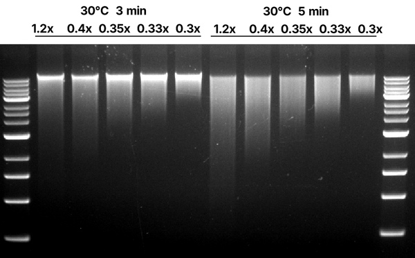 Figure 1. DNA fragment detection of different&nbsp;reaction&nbsp;time