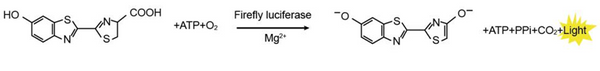 Steady -One Step Luciferase Assay Kit