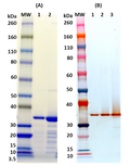 Recombinant Hla (tag free) - Figure 1 of 1
