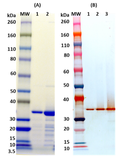 Recombinant Hla (tag free) - Figure 1 of 1