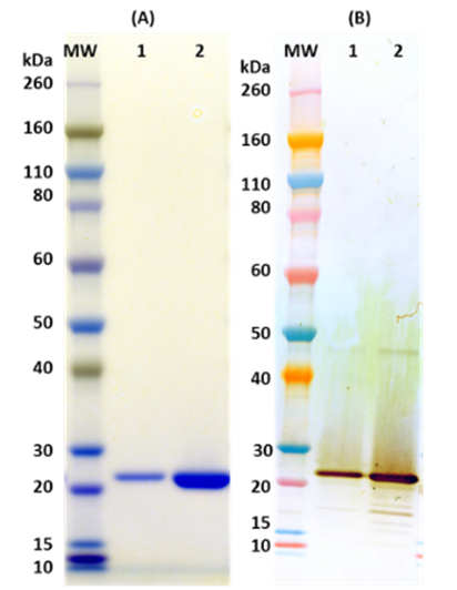 Recombinant TSST-1 (tag free) - Figure 1 of 1