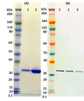 Recombinant Hlg A (tag free) - Figure 1 of 1