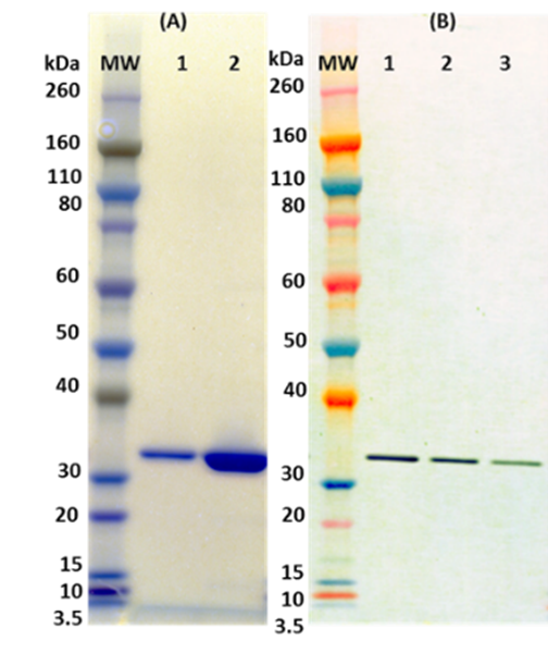 Recombinant Hlg A (tag free) - Figure 1 of 1