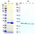 Recombinant Hlg B (tag free) - Figure 1 of 1