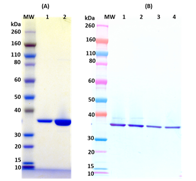 Recombinant Hlg B (tag free) - Figure 1 of 1