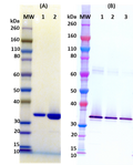 Recombinant Hlg C (tag free) - Figure 1 of 1