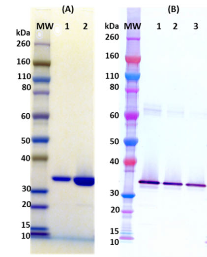 Recombinant Hlg C (tag free) - Figure 1 of 1