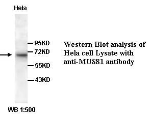 Anti-MUS81 Antibody – Figure 1 of 1