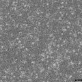 143B cell