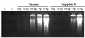 Phi29 DNA polymerase (10 U/µL)