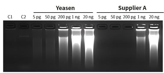 Phi29 DNA polymerase (10 U/µL)