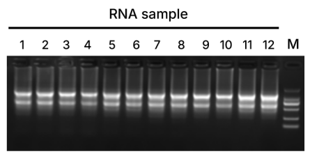 Figure 1 RNA extraction application verification