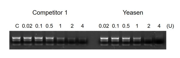 RNase R (GMP grade, 20 U/μL)