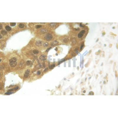 Phospho-STAT5 (Ser725/Ser730)[Ser726/Ser731] Antibody - Figure 1 of 4