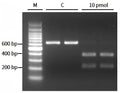 ArCas12a Nuclease