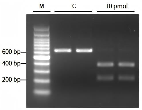 ArCas12a Nuclease