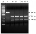 AapCas12b Nuclease