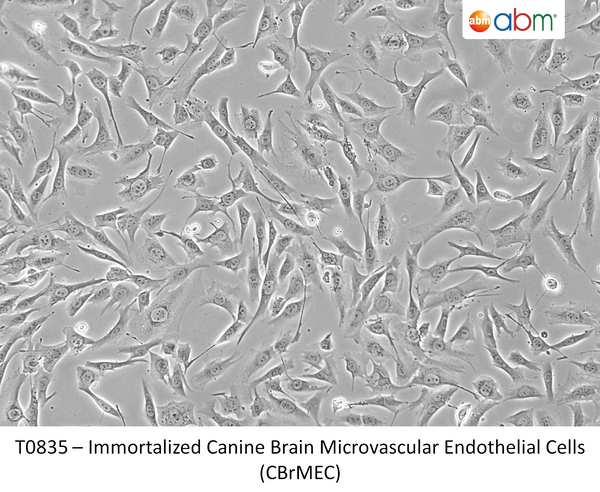 Immortalized Canine Brain Microvascular Endothelial Cells (CBrMEC) – Figure 1 of 1