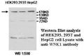 Anti-WNK1 Antibody – Figure 1 of 1