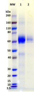 Recombinant Influenza Hemagglutinin (H5 Vietnam) - Figure 1 of 1