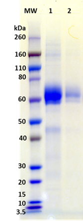 Recombinant Influenza Hemagglutinin (H5 Vietnam) - Figure 1 of 1