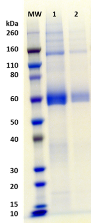 Recombinant Influenza Hemagglutinin (H7 Anhui) - Figure 1 of 1