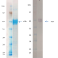 Recombinant Influenza Hemagglutinin (H9 Hong Kong) - Figure 1 of 1