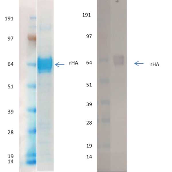 Recombinant Influenza Hemagglutinin (H9 Hong Kong) - Figure 1 of 1