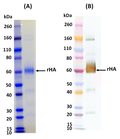 Recombinant Influenza hemagglutinin (H1 Puerto Rico) - Figure 1 of 1