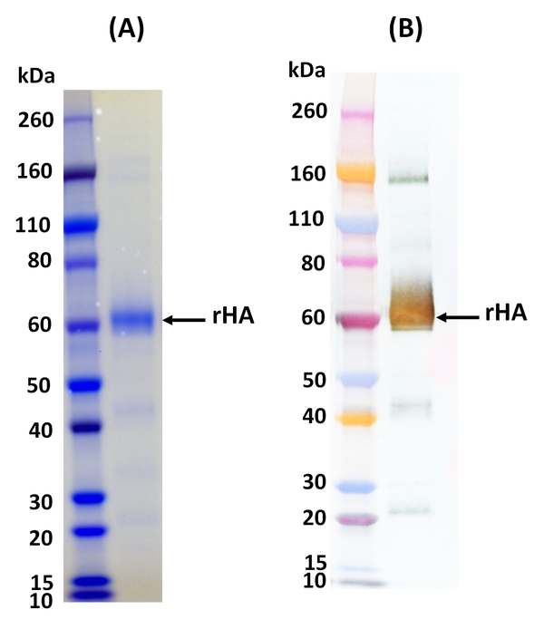 Recombinant Influenza hemagglutinin (H1 Puerto Rico) - Figure 1 of 1