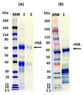 Recombinant Influenza hemagglutinin (H10 Jiangxi-Donghu) - Figure 1 of 1
