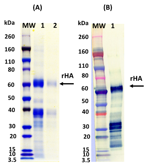 Recombinant Influenza hemagglutinin (H10 Jiangxi-Donghu) - Figure 1 of 1