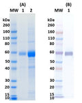 Recombinant Influenza hemagglutinin (H10ΔTM Jiangxi-Donghu) - Figure 1 of 1