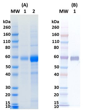 Recombinant Influenza hemagglutinin (H10ΔTM Jiangxi-Donghu) - Figure 1 of 1