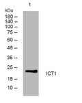ICT1 Rabbit Polyclonal Antibody – Figure 1 of 1