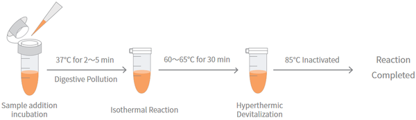RT-LAMP Fluorescent Assay Kit(Bst Plus)