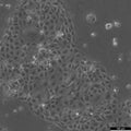 16HBE14o- cell