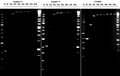 &nbsp;Figure 1. Long fragment amplification test