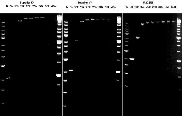 &nbsp;Figure 1. Long fragment amplification test