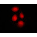 SP1 Antibody - Figure 1 of 1