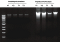 Figure 1. Comparison of Plasmid DNA Yields from Arabidopsis thaliana and Populus using Kit 18800(Y1/Y2) and Supplier T*(T1/T2). After elution with 200 µL ddH2O, 5 µL was analyzed by gel electrophoresis. Kit 18800 showed higher DNA yield.