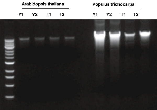 Figure 1. Comparison of Plasmid DNA Yields from Arabidopsis thaliana and Populus using Kit 18800(Y1/Y2) and Supplier T*(T1/T2). After elution with 200 µL ddH2O, 5 µL was analyzed by gel electrophoresis. Kit 18800 showed higher DNA yield.