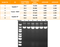 Hieff™ Plasmid Mini Kit